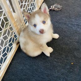 Pomsky Puppies from Goodness Gracious Pomskies