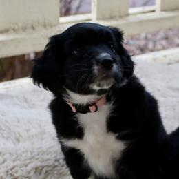Pearl - Black and white female Aussiedoodle puppy in Columbia Falls, Montana from Firefly Aussies & Aussiedoodles