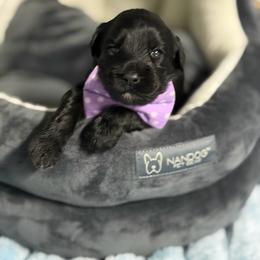 Liberty - Black female Australian Labradoodle puppy in Calhoun, Louisiana from Arrowhead Australian Labradoodles
