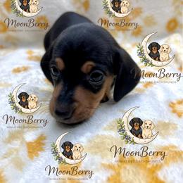Poppy Black-Tan - Black and tan female Dachshund puppy in Tecumseh, Oklahoma from MoonBerry Miniature Dachshunds