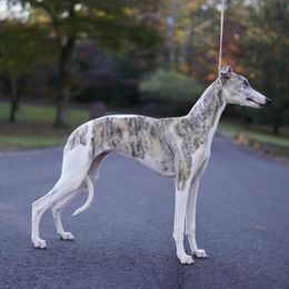 Birdie - Whippet