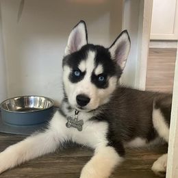 Siberian Husky Puppies from Milly's Showline Pets