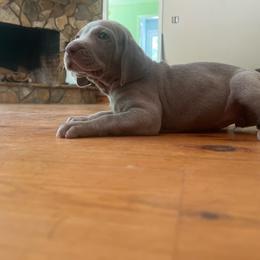 Ms. Silver - Silver gray female Weimaraner puppy in Appling, Georgia from Georgia Line Weimaraners