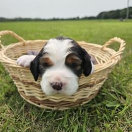 Girl 3 - female English Springer Spaniel puppy in Columbia, North Carolina from Kaitlin Bateman