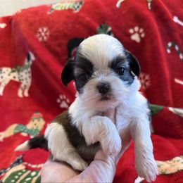 Sir Sriracha-AKC Champion Bloodline - Red and white male Shih Tzu puppy in Long Beach, California from Prieto Shih-Tzu's