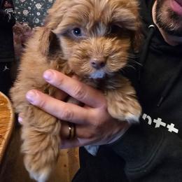 Male Red - Red male Havapoo puppy in Millersburg, Ohio from Rachelle's Havapoos