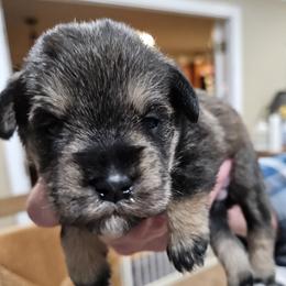Yellow Collar - Salt and pepper male Miniature Schnauzer puppy in Blountville, Tennessee from Maxwell House Schnauzers