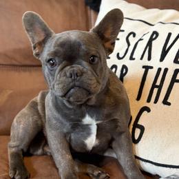 Blue - Blue fawn female French Bulldog puppy in Norwood, North Carolina from Lakeside Frenchies
