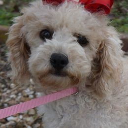 Matilda - Bichon Frise