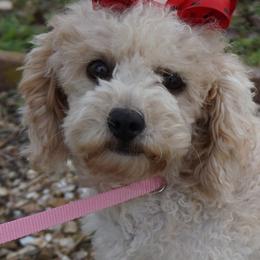 Matilda - Bichon Frise