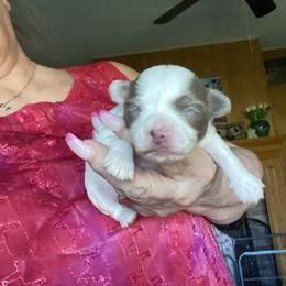 Stirling - Blue and white male Chihuahua puppy in Red Bluff, California from Aye Chihuahua