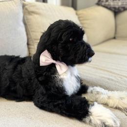 Bernedoodle, Cockapoo, and Goldendoodle Puppies from Avery Doodle Day LLC