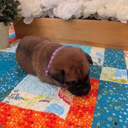 Boy 8 - Fawn sable male Belgian Malinois puppy in Paynes Corner, Virginia from Von-Zito Belgian Malinois