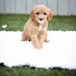 Everest - Red  male Goldendoodle puppy in Boise, Idaho from Goldendoodle Baby
