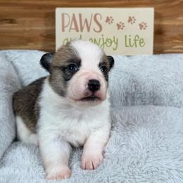 Holly - Sable and white female American Corgi puppy in Stillwater, Oklahoma from Steele Family Farms