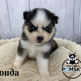 Gouda - Gray and white female Pomsky puppy in Eastman, Georgia from Once Upon A Pomsky