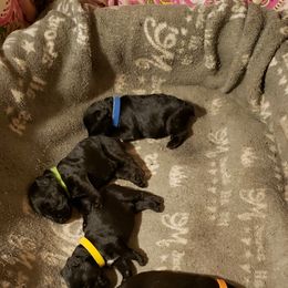 Miniature Schnauzer Puppies from Starbound Miniture Schnauzer's