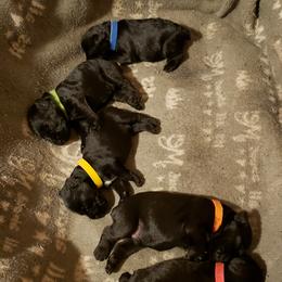 Miniature Schnauzer Puppies from Starbound Miniture Schnauzer's