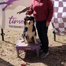 Australian Shepherd All Grown Up from Aussies of Sunset Ridge