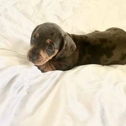 Boy 1 - Dapple Dachshund puppy in Silver Springs, Florida from DeMarsh's Dachshunds