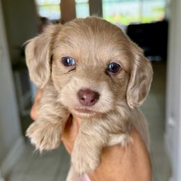 Pepperoni - Fawn (isabella) and cream male Dachshund puppy in Winter Haven, Florida from Dreamwork Dachshunds