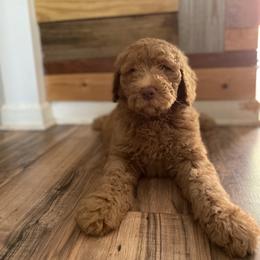 Labradoodle Puppies from CC Labradoodles