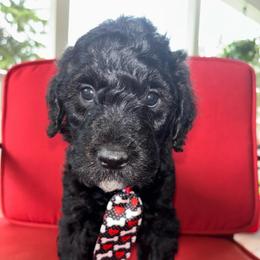 Yellow boy - Black male Goldendoodle puppy in Strattanville, Pennsylvania from Goldhaly Peach Doodles