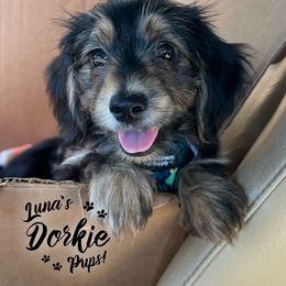 Companion Cross Puppies from Luna's Dorkie Pups