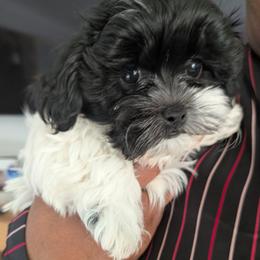 Louise (LuLu) - Shihpoo