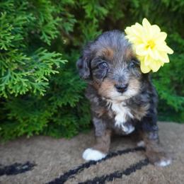 Isabel - Merle female Cockapoo puppy in Shipshewana, Indiana from Home Raised Cockapoos