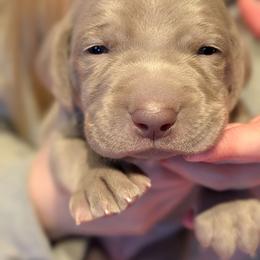 Doc Brown - Silver gray male Weimaraner puppy in Evart, Michigan from Drehbar Weimaraners