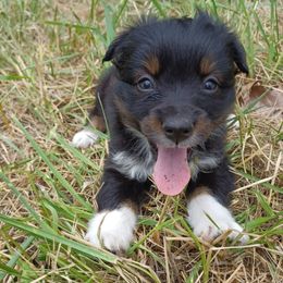 Smoke Finale, aka Mookie - Black tri male Miniature American Shepherd puppy in Cleveland, Ohio from Double Moon