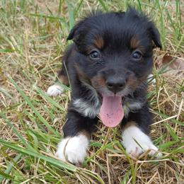 Smoke Finale, aka Mookie - Black tri male Miniature American Shepherd puppy in Cleveland, Ohio from Double Moon