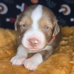 Chowder - Red tri-color male Australian Shepherd puppy in Russellville, Kentucky from Page Family Homestead