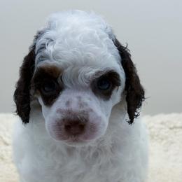 Rooster - Parti male Poodle puppy in Wheatland, California from Sapphire Ridge Poodles