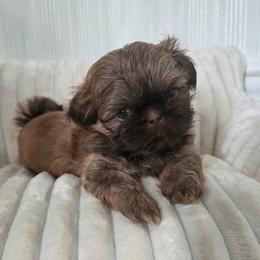 River - Red male Shih Tzu puppy in Smithville, Georgia from The Luckie Puppy
