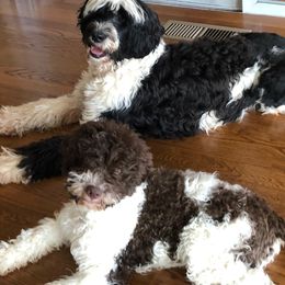 Lagotti Romagnoli and Portuguese Water Dogs from Boardwalk Water Dogs