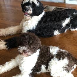 Lagotti Romagnoli and Portuguese Water Dogs from Boardwalk Water Dogs