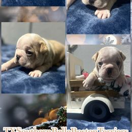 Ricotta - Seal and white male Boston Terrier puppy in Brazos Point, Texas from TX Southern Belle Bostons