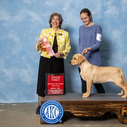 Labrador Retriever Puppies from Royal K Labradors