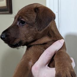 Blue - Red male Irish Terrier puppy in Broadway, North Carolina from Detmore Kennels