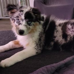 Australian Shepherds from Feathermoon Aussies