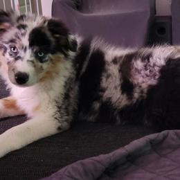 Australian Shepherds from Feathermoon Aussies