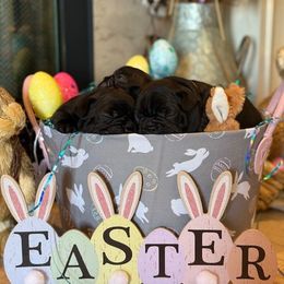 French Bulldog and Labrador Retriever Puppies from Horseman Hilltop Labradors and Jodee's Frenchies