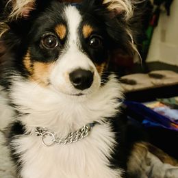 Sophie - Toy Australian Shepherd
