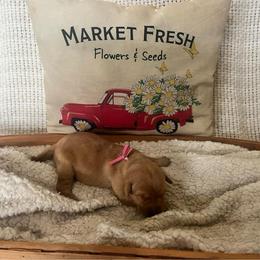 Dark Pink Collar Female - Yellow female Labrador Retriever puppy in Hurtsboro, Alabama from PARK’s Family Farm
