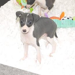 Gia Male 2 - Blue male Italian Greyhound puppy in Sparta Tn And Caryville Fl, Tennessee from Summerwind Kennel