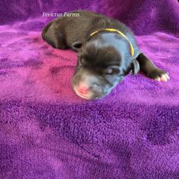 Yoda - Black tri-color male Australian Shepherd puppy in Smithfield, Utah from Invictus Farms