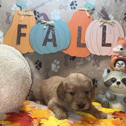 Caramel - Apricot female Goldendoodle puppy in Warren, Michigan from Annette Patterson