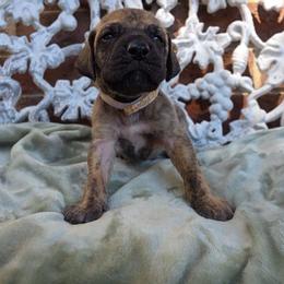 Peeves - Brindle male Great Dane puppy in Arlington, Texas from Scoober Danes